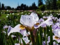 Iris Ãâ sibtosa Ã¢â¬ËLavender LandscapeÃ¢â¬â¢ with beautiful lavender pink fall petals, paler standards, styles - near white and small Royalty Free Stock Photo